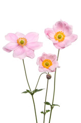 Anemone flowers