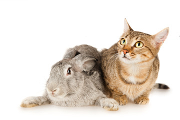 Gray rabbit and cat, isolated on white