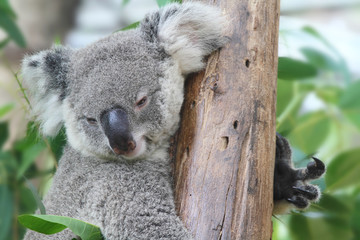 Koala Bear