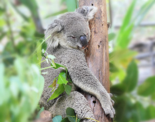 Fototapeta premium Miś koala