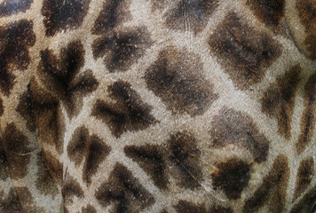 Giraffe Skin