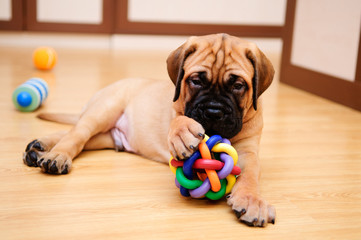 little puppy bullmastiff