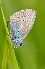 Lycaenidae