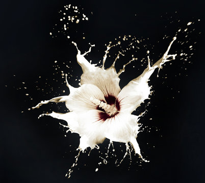 Fototapeta white splash flowers