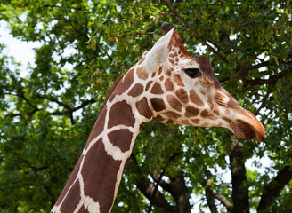 giraffe in city zoo