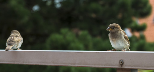 Spatzen auf Balkon