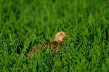 Fasan, Pheasant