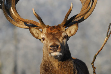 Rotwild,Winter, Red-deer