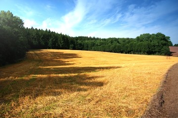 Summer  field