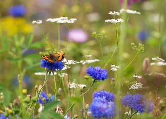 Butterfly on a flower in summer