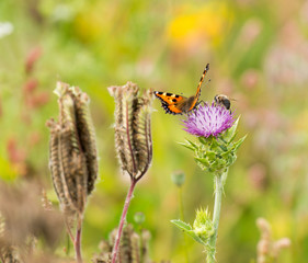 Butterfly on a flower in summer