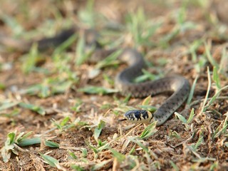 Grass Snake (Natrix natrix)
