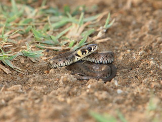 Grass Snake (Natrix natrix)