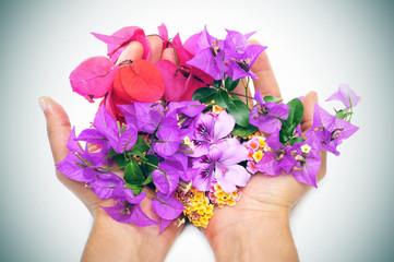 hands full of flowers