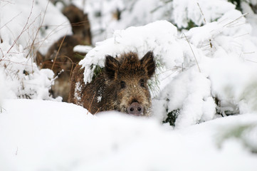 Wildschweine, Winter