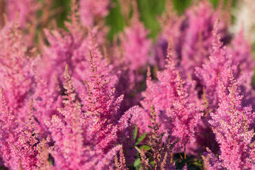 Pink Calluna vulgaris flower