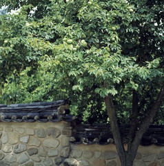 Fototapeta na wymiar tree next to Korean traditional wall