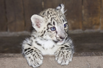 Fototapeta premium Snow leopard (Uncia uncia) cub