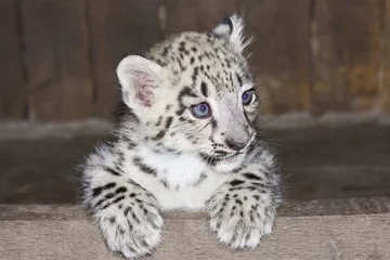 Abwaschbare Fototapete Snow leopard (Uncia uncia) cub © belizar
