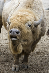 Light colored American bison (Bison bison)