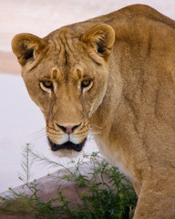 Closeup of lioness head and shoulders, staring at camer