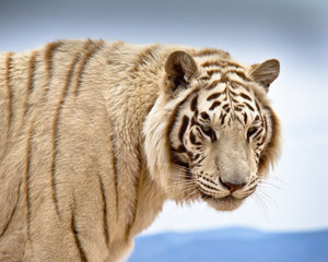 Head & shoulders of Siberian Tiger standing