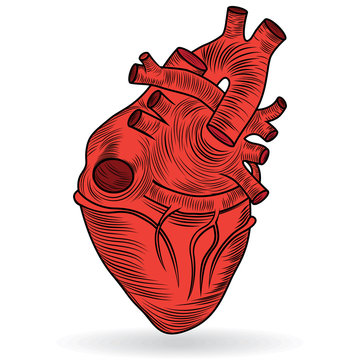 red anatomical heart drawing clip art preview