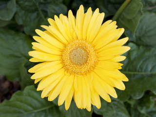 flor de gervera