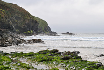 Obraz premium Algae on rocks