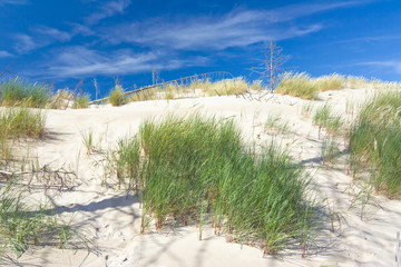 dunes in a  Slowinski National Park, Poland