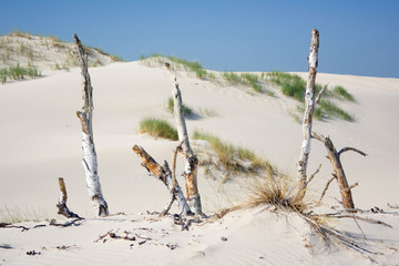 dunes in a  Slowinski National Park, Poland