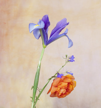 Composicion floral (iris y ranunculo)
