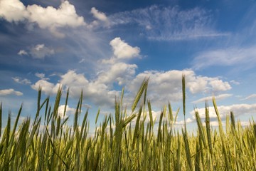 Obraz premium Weizenfeld im Sonnenlicht