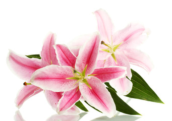 Naklejka na ściany i meble beautiful pink lily, isolated on white