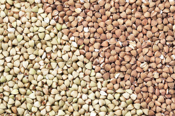 Fototapeta premium Buckwheat
