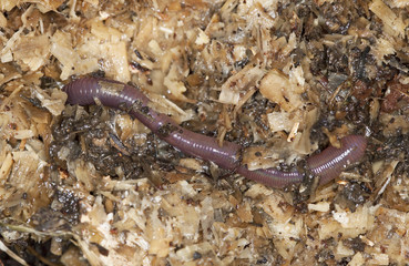 Earthworm in wood, macro photo