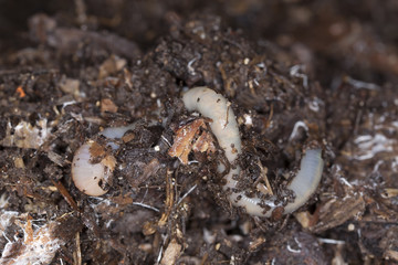 Rainworm in mould, macro photo