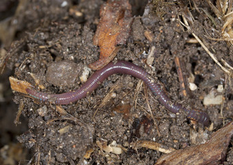 Rainworm in mould, macro photo