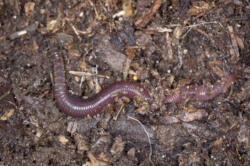 Rainworm in mould, macro photo