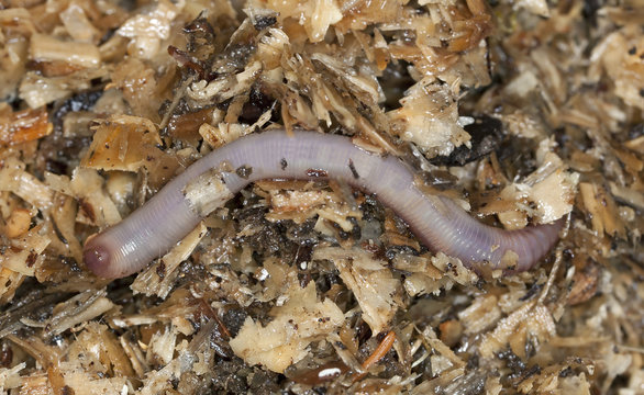 Earthworm in wood, macro photo