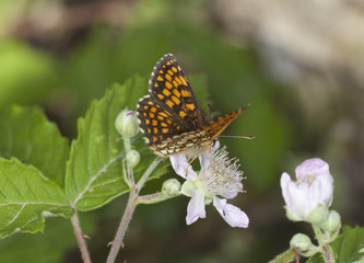 Heath Fritillary, Melitaea athalia feeding on flower
