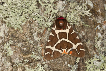 Garden tiger moth (Arctia caja) on oak, macro photo