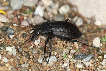 Ground beetle, Carabus hortensis, macro photo