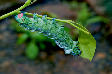 The Caterpillar eating leaves of a tree
