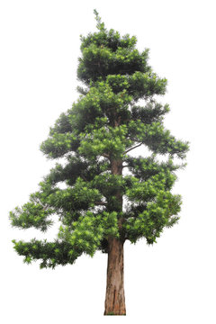 podocarpus isolated on white