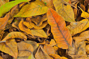 Orange Yellow Leaf Dry Dirty On the ground