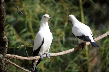 Carpophage blanc