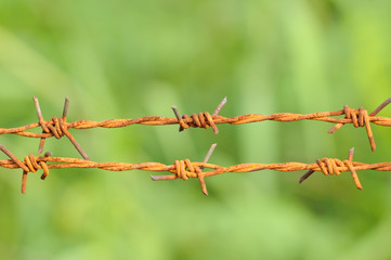 Barbed wire in green background