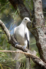 Carpophage blanc
