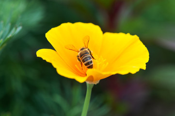 Bee on yellow flower